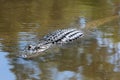 Saltwater crocodile, Australia Royalty Free Stock Photo