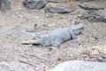 Saltwater crocodile Royalty Free Stock Photo