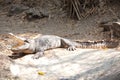 Saltwater crocodile Royalty Free Stock Photo