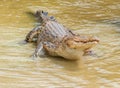 Saltwater crocodile in captivity Royalty Free Stock Photo