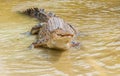 Saltwater crocodile in captivity Royalty Free Stock Photo