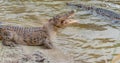 Saltwater crocodile in captivity Royalty Free Stock Photo