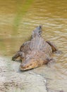 Saltwater crocodile in captivity Royalty Free Stock Photo