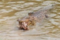 Saltwater crocodile in captivity Royalty Free Stock Photo