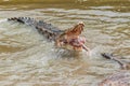 Saltwater crocodile in captivity Royalty Free Stock Photo