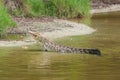 Saltwater crocodile in captivity