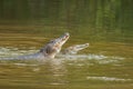 Saltwater crocodile in captivity Royalty Free Stock Photo