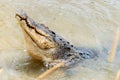 Saltwater crocodile in captivity Royalty Free Stock Photo