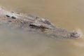 Saltwater crocodile in captivity Royalty Free Stock Photo