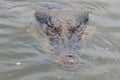 Saltwater crocodile in captivity Royalty Free Stock Photo