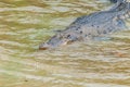 Saltwater crocodile in captivity Royalty Free Stock Photo