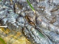 Saltwater Crocodile close up showing open eye, Queensland, Australia