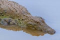 The saltwater crocodile Crocodylus porosus, also known as the estuarine crocodile, Indo Pacific crocodile, Yala National Park, Royalty Free Stock Photo