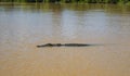 Saltwater Crocodile in Australian Top End river