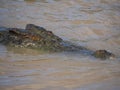 Crocodile head surfacing in top end Australian river