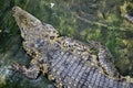 The saltwater crocodile Crocodylus porosus