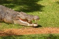 Saltwater crocodile Crocodylus porosus a crocodilian basking in the sun