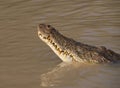 Saltwater crocodile head showing teeth and jaws