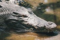 Saltwater crocodile Crocodylus porosus or Saltwater crocodile or Indo Australian crocodile or Man-eater crocodile.
