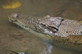 Saltwater crocodile Crocodylus porosus or Saltwater crocodile or Indo Australian crocodile or Man-eater crocodile.