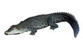Saltwater crocodile (Crocodylus porosus) Royalty Free Stock Photo