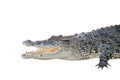 saltwater crocodile, crocodylus porosus, jaws open wide Royalty Free Stock Photo
