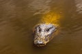 Saltwater crocodile Crocodylus porosus looking for its next meal