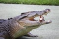 Saltwater Crocodile (Crocodylus porosus) Royalty Free Stock Photo