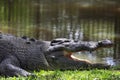 Saltwater Crocodile (Crocodylus porosus) Royalty Free Stock Photo