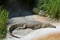 The saltwater crocodile Royalty Free Stock Photo