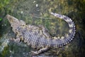 The saltwater crocodile Crocodylus porosus Royalty Free Stock Photo