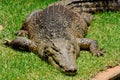 Saltwater crocodile Crocodylus porosus