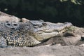 Saltwater crocodile Crocodylus porosus or Saltwater crocodile or Indo Australian crocodile or Man-eater crocodile.