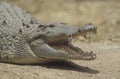Saltwater crocodile, Crocodylus porosus