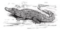 Saltwater crocodile engraved illustration