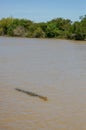 saltwater crocodile in Kakadu National Park in Australia& x27;s Northern Territory