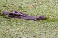 Saltwater crocodile in leaf covered waters
