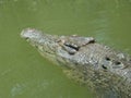 Saltwater Crocodile, Queensland, Australia