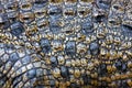Saltwater Crocodile Skin Royalty Free Stock Photo