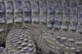 Saltwater crocodile skin close up view Royalty Free Stock Photo