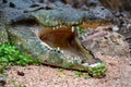 Saltwater crocodile snout on land Royalty Free Stock Photo