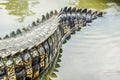 Saltwater crocodile tail in a river at public zoo