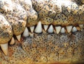 Saltwater crocodile teeth ,queensland,australia Royalty Free Stock Photo