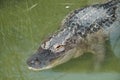 Saltwater Crocodile in Turkey Royalty Free Stock Photo