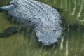 Saltwater Crocodile in Turkey Royalty Free Stock Photo