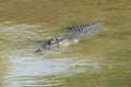 Saltwater Crocodile, Yellow River, Australia Royalty Free Stock Photo