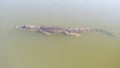 Saltwater Crocodile, Yellow River, Australia Royalty Free Stock Photo