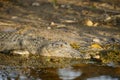 Saltwater Crocodile, Yellow River, Australia Royalty Free Stock Photo