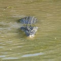 Saltwater Crocodile, Yellow River, Australia Royalty Free Stock Photo