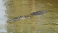 Saltwater Crocodile, Yellow River, Australia Royalty Free Stock Photo